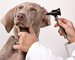 House Calls for Pets - Veterinary Health Care and Checkup